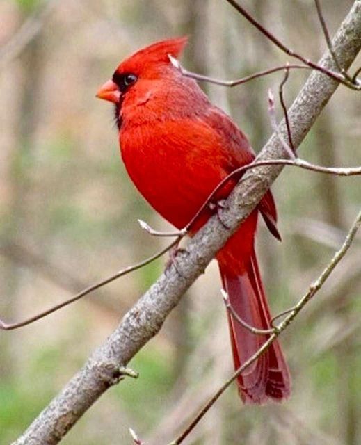 cardinal